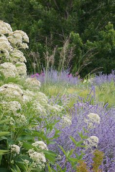 some white flowers and purple plants in the middle of a field with lots of trees