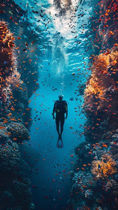 a person swimming in the water with lots of fish around him and his back to the camera