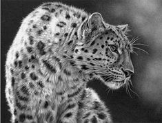 a black and white photo of a snow leopard