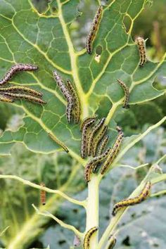 the caterpillars are all over the plant