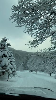 snow covered trees in the distance on a cloudy day