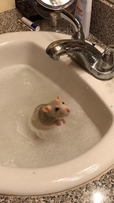 a small rodent in a sink filled with water