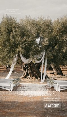 an outdoor wedding setup with white draping on the trees and benches under them