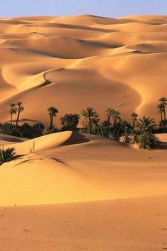 the desert is filled with sand dunes and palm trees