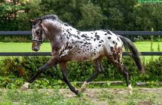 a spotted horse trotting in an enclosed area