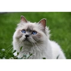 a white cat with blue eyes sitting in the grass