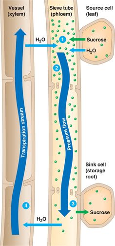 the diagram shows how water is flowing from two rivers to each other, and where they are