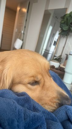 a golden retriever sleeping on a blue blanket in the middle of a living room