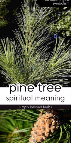 pine tree with the words pine tree spirit meaning