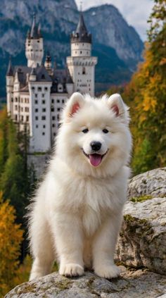 a fluffy white dog standing on top of a rock next to a castle in the background