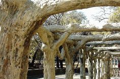 a group of trees that are next to each other