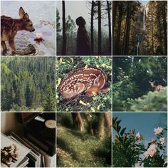 many different pictures with animals and trees in the background