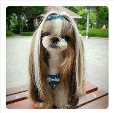 a small dog with long blonde hair sitting on a bench wearing a blue and white shirt