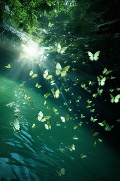 many butterflies are flying in the air above water and trees, with sunlight shining through them