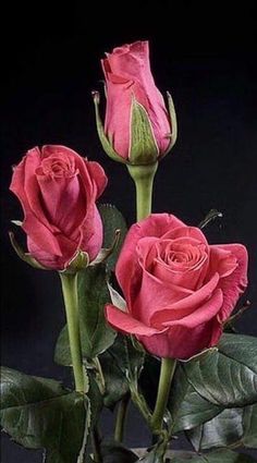 three pink roses with green stems in a vase