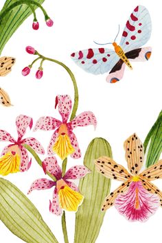 an image of flowers and butterflies on a white background