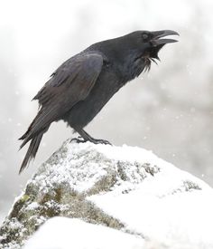 a black bird sitting on top of a snow covered rock