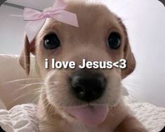 a puppy with a pink bow on it's head and the words i love jesus?