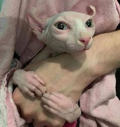 a person holding a cat on top of a towel covered in pink towels and looking at the camera