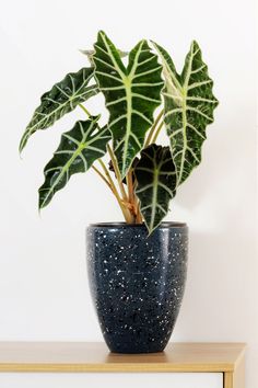 a potted plant sitting on top of a wooden table next to a white wall