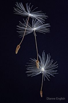 two white dandelions against a black background