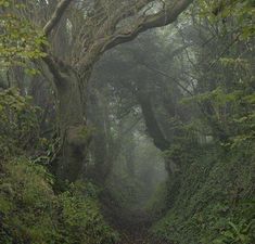 a dirt path in the middle of a forest with trees and bushes on both sides