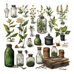 an image of various plants and jars