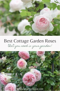 pink roses with the words best cottage garden roses that you need in your garden