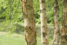 the trunks of several trees are covered with bark