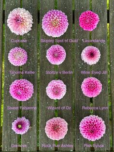 several different types of flowers on a wooden fence with the names and pictures below them