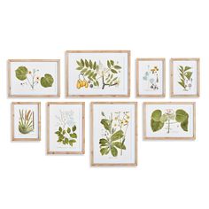 six framed botanical prints in various shapes and sizes, each with different plants on them