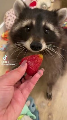 a small raccoon eating a strawberry in someone's hand