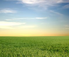 an empty field with green grass under a blue sky