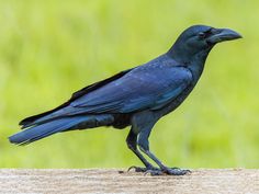 a black bird standing on top of a piece of wood next to green grass in the background