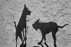 the shadow of a dog and a cat are shown in front of a cement wall