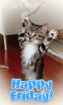 a kitten is standing on its hind legs and pawing at the camera with it's paws in the air