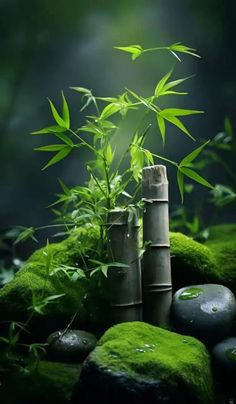 bamboo sticks and moss growing in the middle of rocks