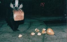 a black and white animal standing on its hind legs next to an apple bag with apples scattered around it