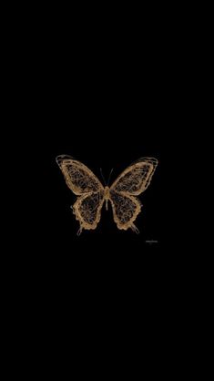 a brown and black butterfly in the dark