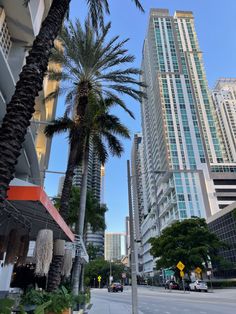 palm trees line the street in front of tall buildings