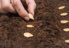 someone is digging in the dirt with their hands on top of some seeding plants