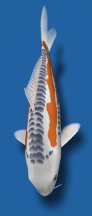 an orange and white koi fish swimming in blue water