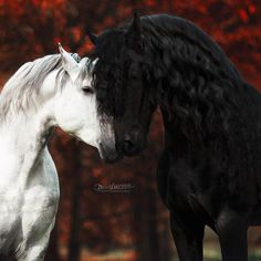 two black and white horses standing next to each other in front of trees with red leaves