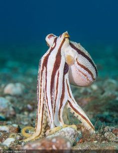 an octopus is sitting on the ocean floor