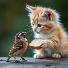 a small kitten standing next to a tiny bird on top of a piece of bread