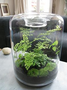 a glass container filled with plants sitting on top of a table next to a couch