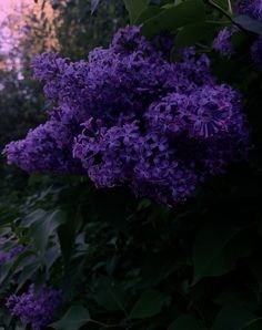 purple flowers are blooming on the side of a tree at sunset or sunrise time