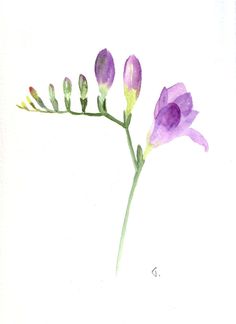 a watercolor painting of purple flowers on a white background with green stems in the foreground