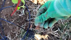 a person wearing gloves and gardening gloves is working on a plant