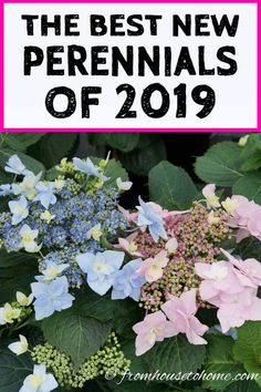 the best new perennials of 2019 are here in this post for more information, click to see them